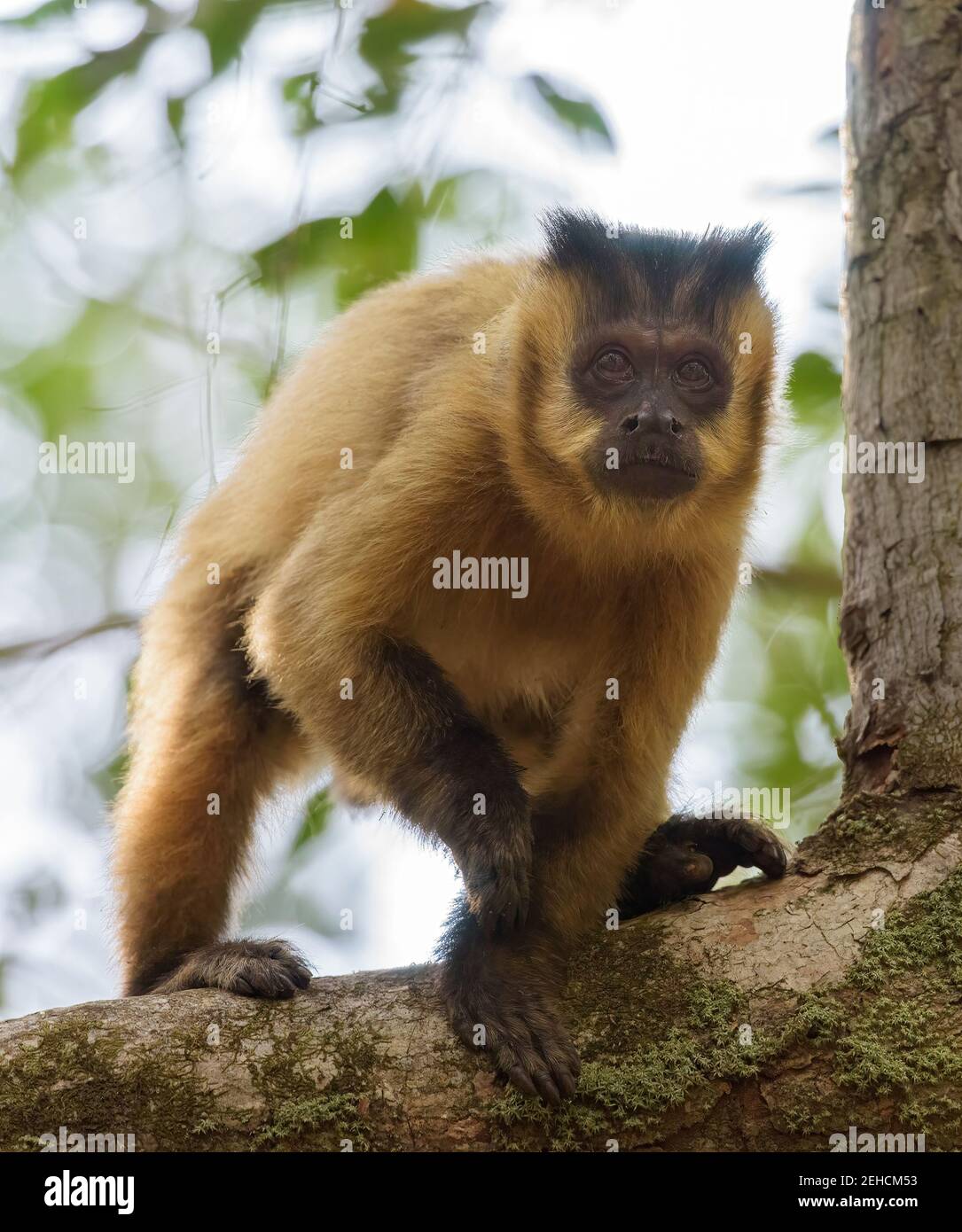 Capuchin à rayures noires (Sapajus libidinosus) sur une branche de l'arborescence regardant directement le visualiseur Banque D'Images