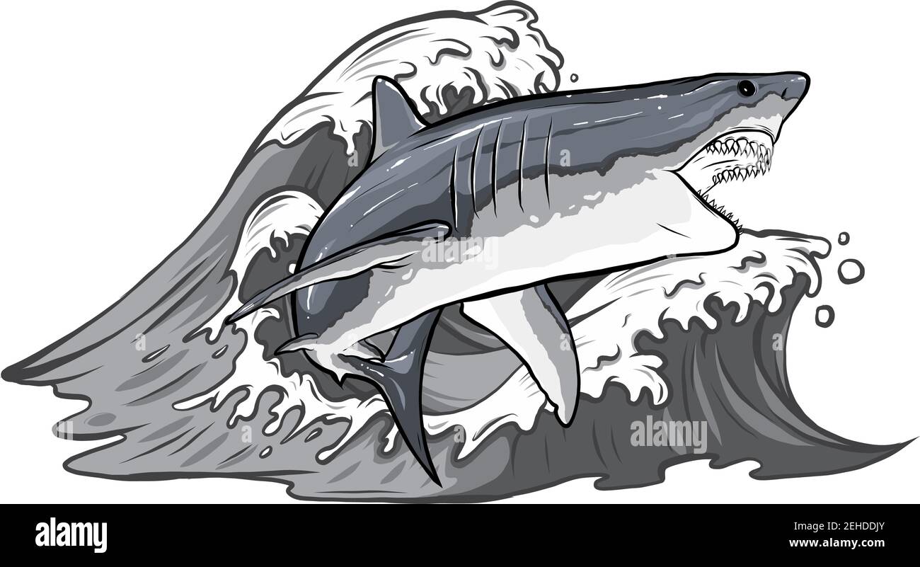 illustration de requin blanc Illustration de Vecteur