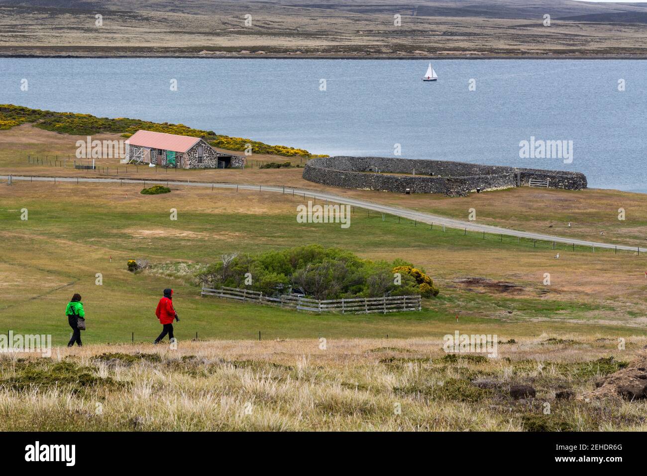 La colonie de Darwin dans les îles Falkland de l'est, Falkland. Banque D'Images