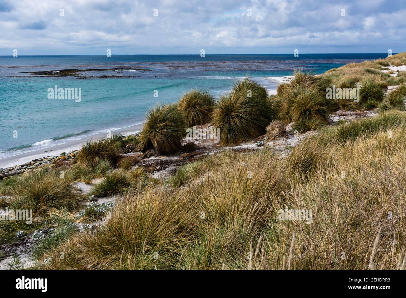 Sea Lion Island, îles Falkland. Banque D'Images