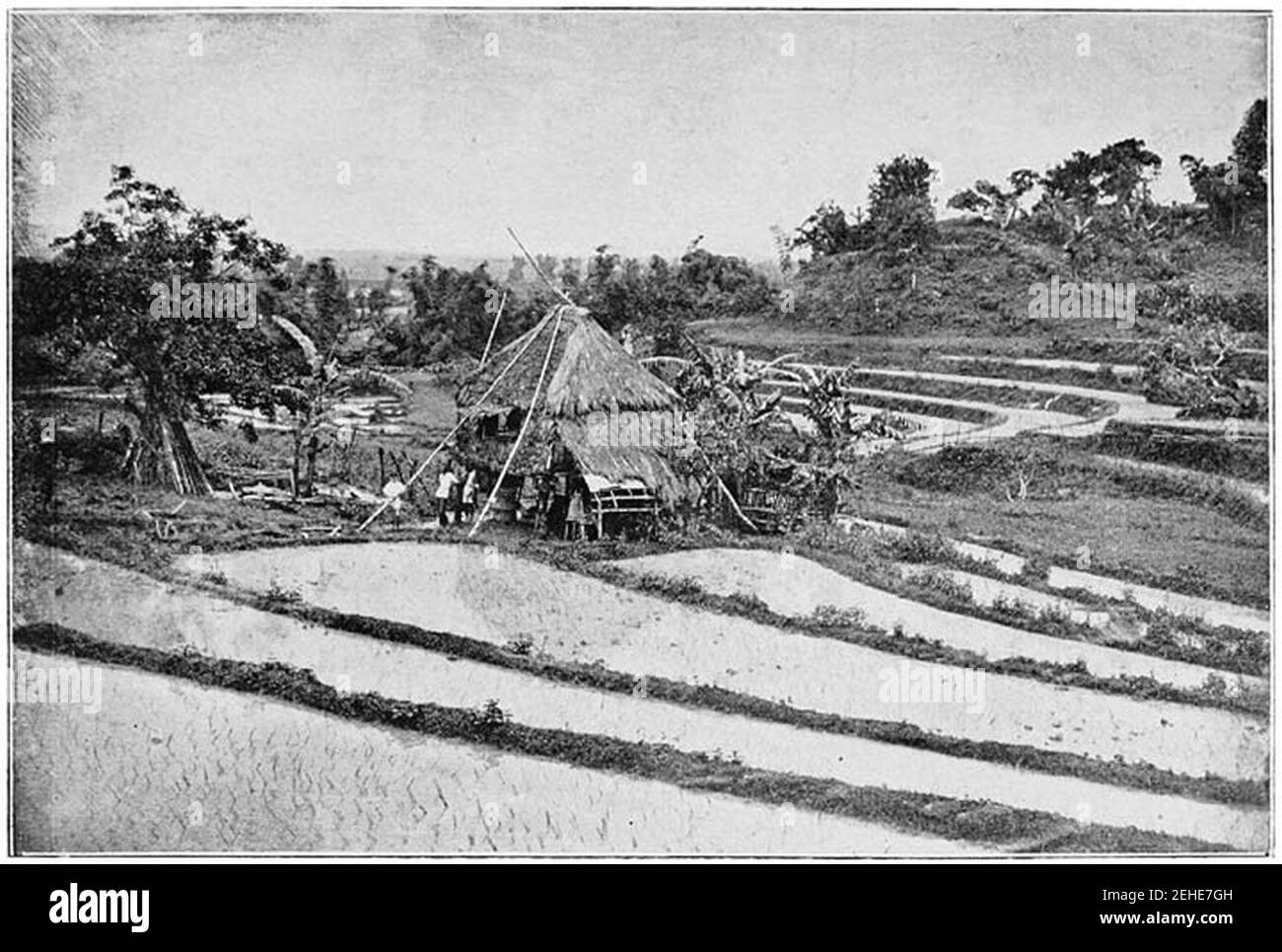 Rizières, récemment plantées (c. 1900, Philippines). Banque D'Images