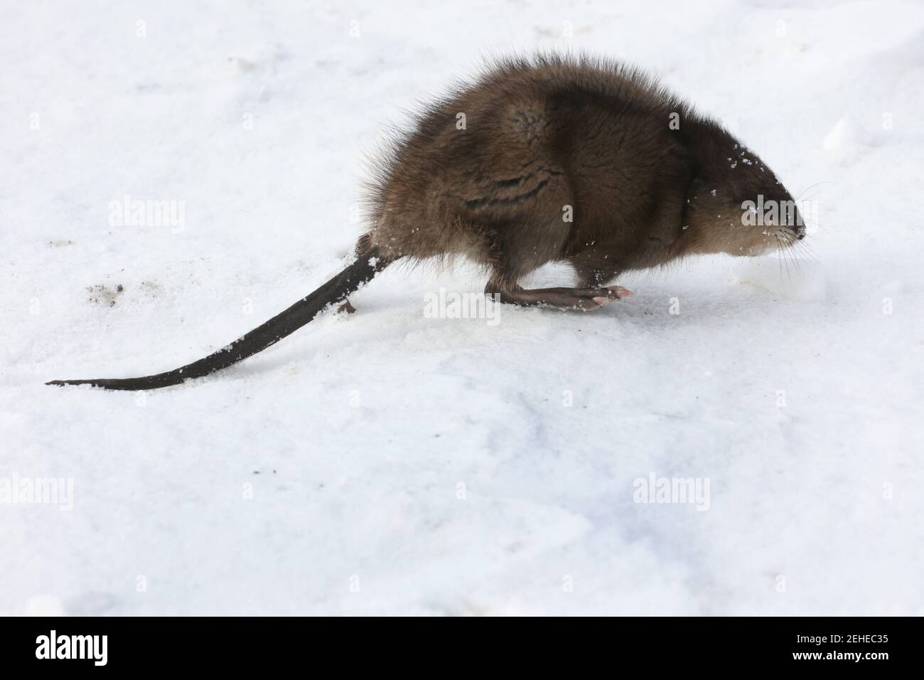 Rat musqué à la recherche de nourriture en hiver Banque D'Images