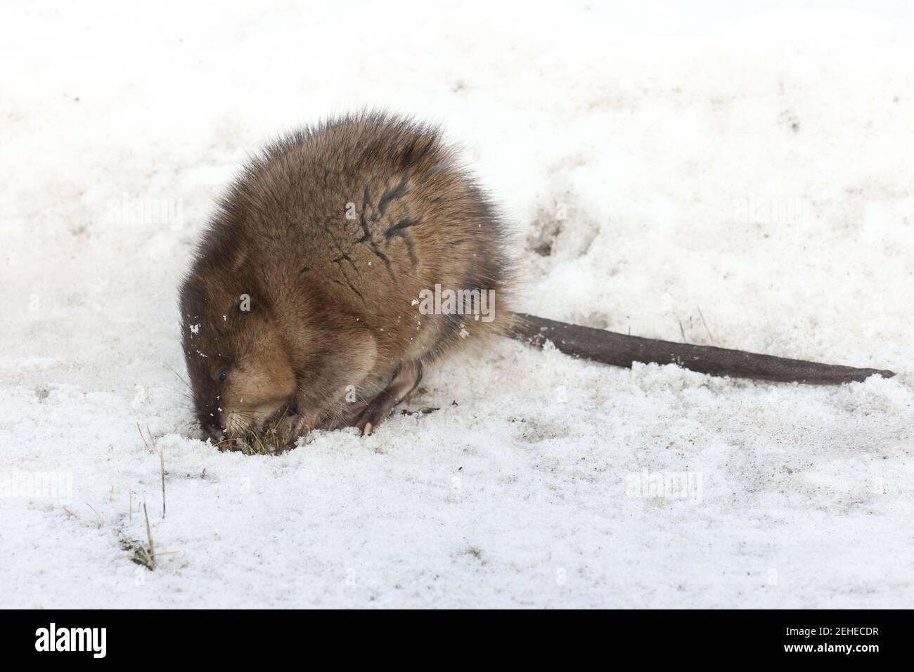 Rat musqué à la recherche de nourriture en hiver Banque D'Images