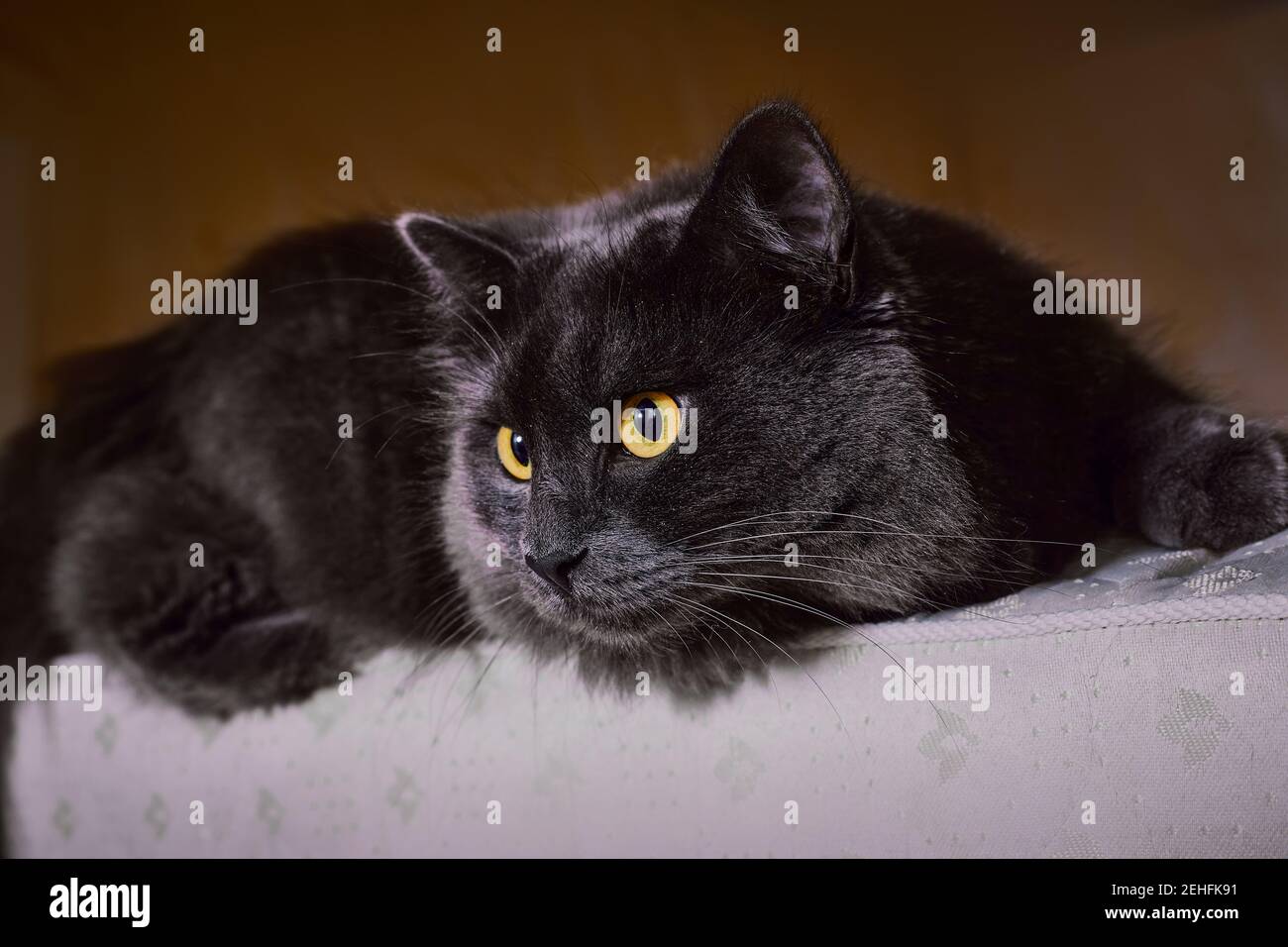 Le chat bleu russe ou Nibelung gris se trouve sur le canapé en regardant sur le côté. Mise au point sélective Banque D'Images