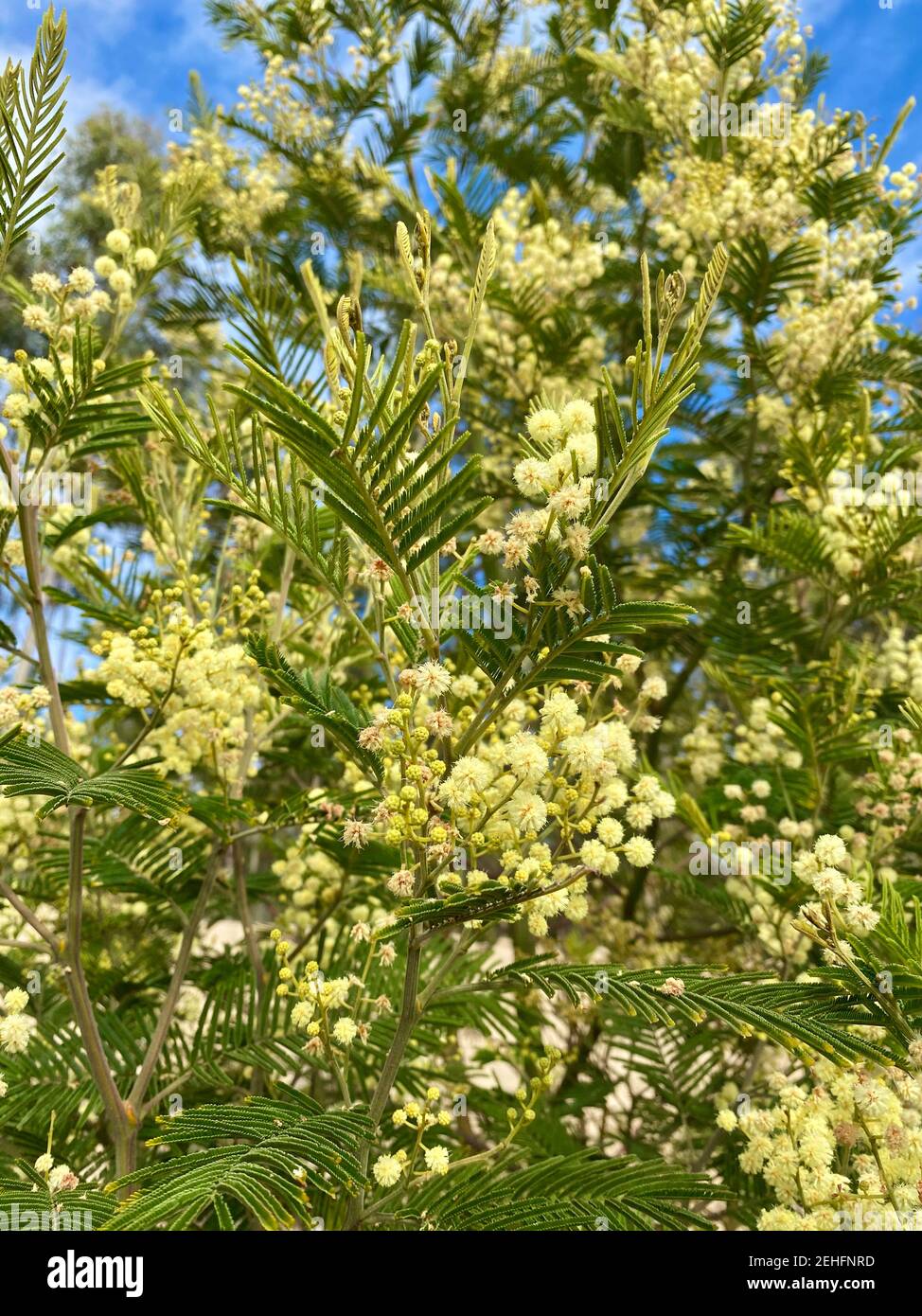 mimosa acacia jaune fleuri au printemps au portugal Banque D'Images