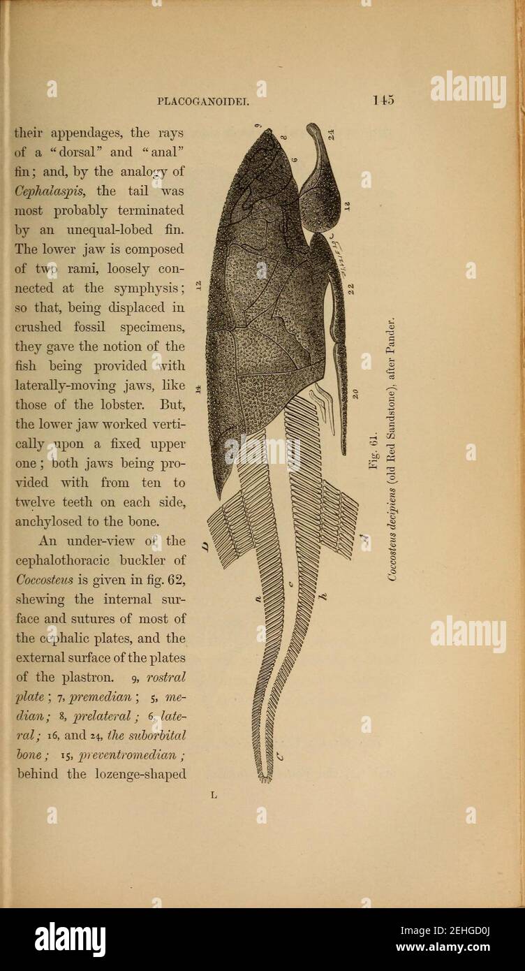Paléontologie ou UN résumé systématique des animaux éteints et de leurs Relations géologiques (page 145) Banque D'Images