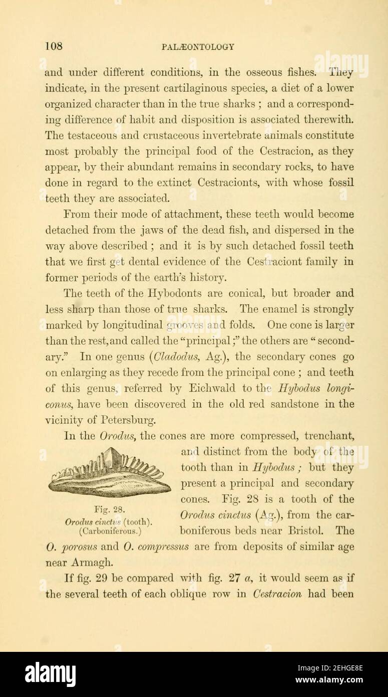 Paléontologie, ou, UN résumé systématique des animaux éteints et de leurs relations géologiques (page 108) Banque D'Images