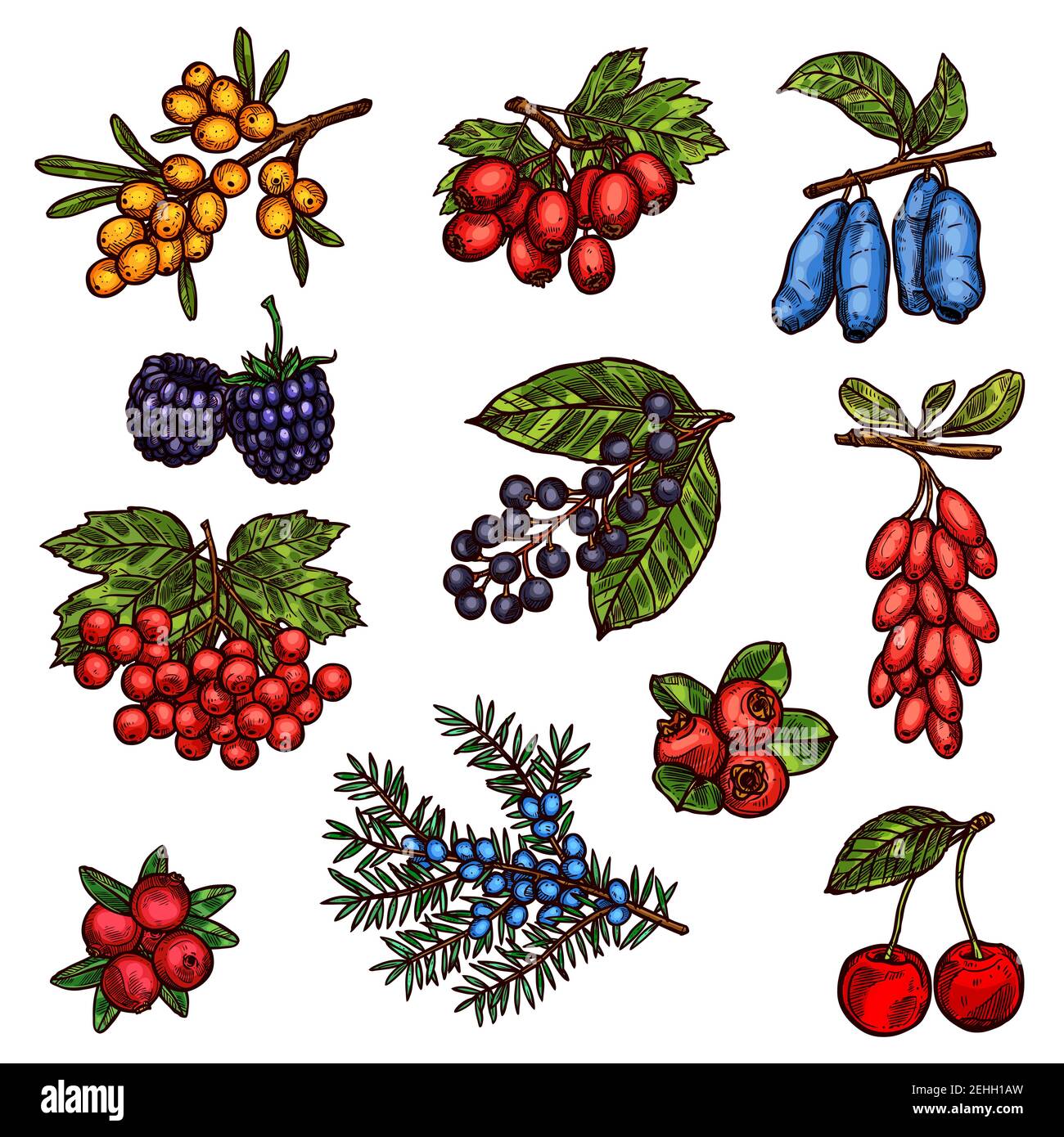 Fruits frais et baies croquis de jardin de ferme et arbres de forêt. Cerisier, mûre et canneberge sauvage, viburnum, barberry et buckthorn, aubépine, ho Illustration de Vecteur