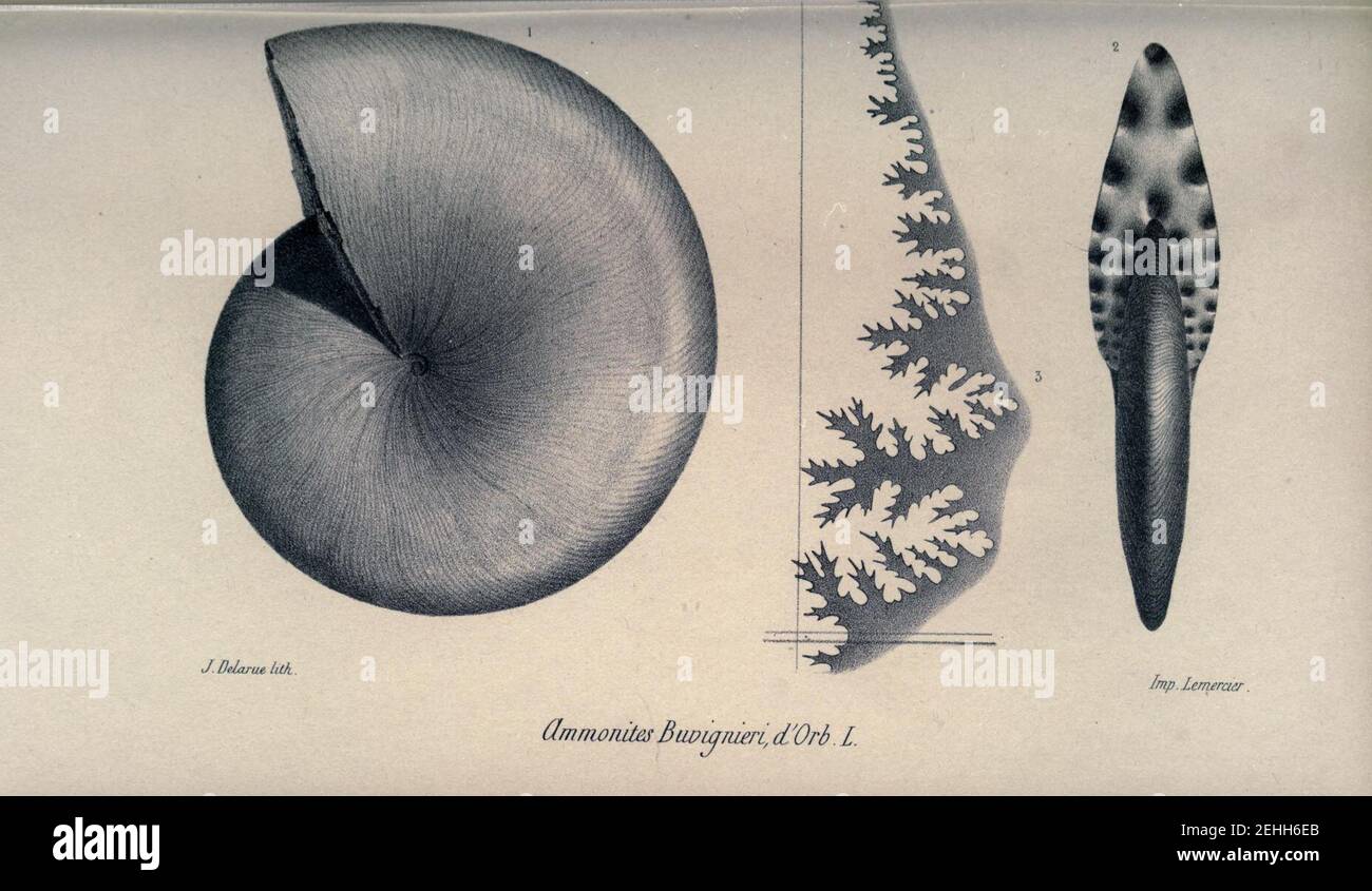 Paléontologie française (page 145) Banque D'Images
