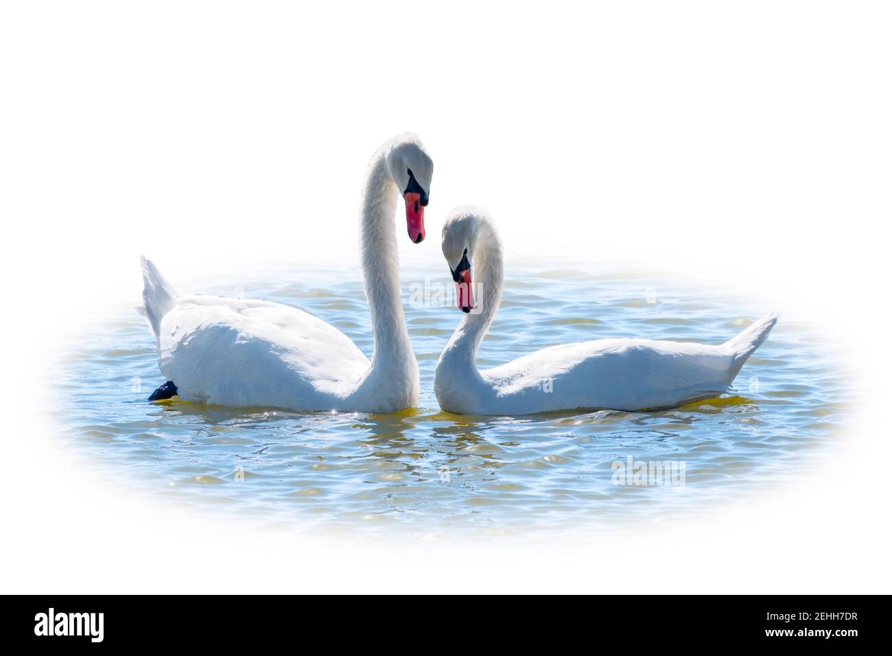 Deux blancs gracieux Swans nageant dans le lac, isolé sur fond blanc. Jeux d'accouplement d'une paire de cygnes blancs. Nageurs sur l'eau. Valen Banque D'Images