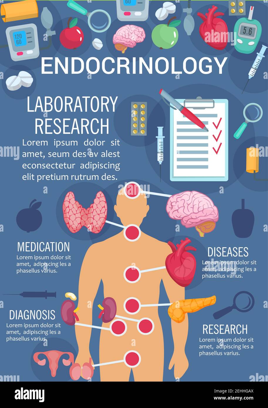 Affiche de médecine d'endocrinologie du schéma anatomique du système endocrinien humain. Glande thyroïde, pancréas et hypothalamus, ovaire, testicule et thymus affiche pour Illustration de Vecteur