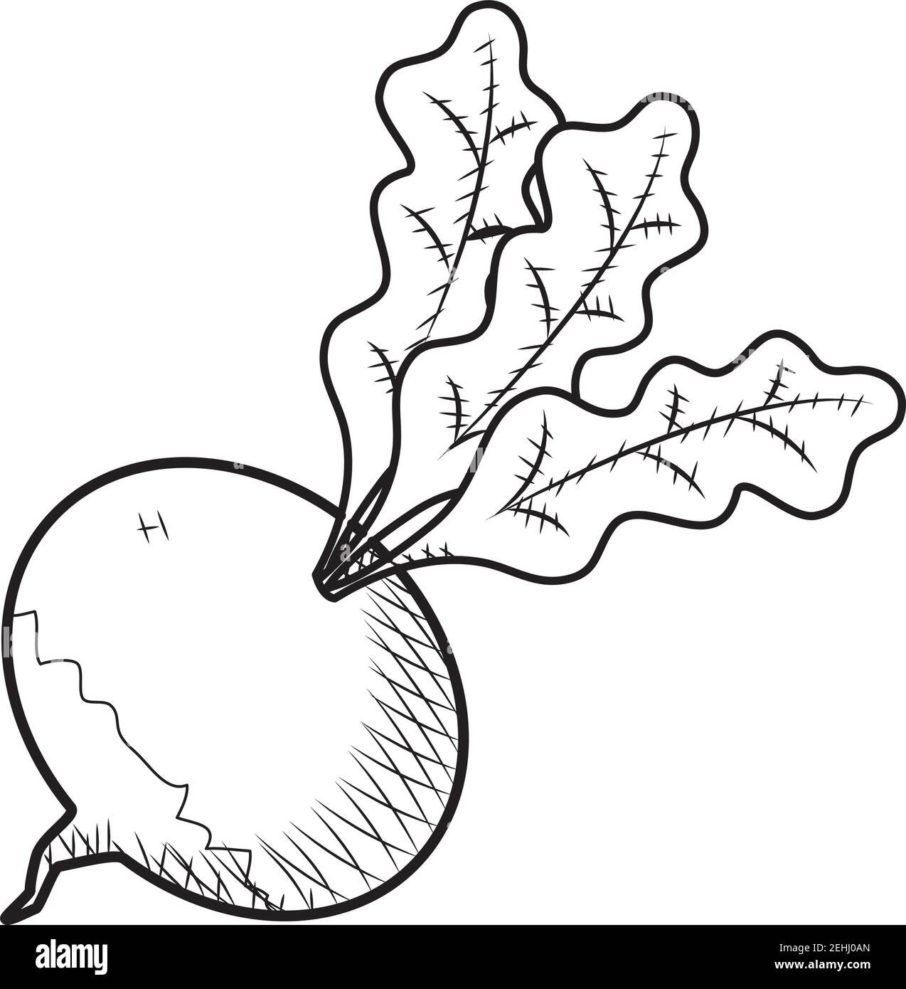 icône de légume radis sur fond blanc, style d'esquisse, illustration vectorielle Illustration de Vecteur