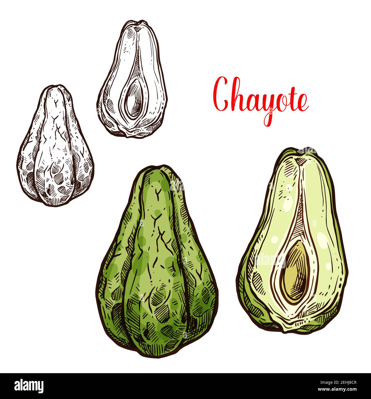 Dessin de légume de chayote de plante comestible exotique. Courge tropicale américaine ou mexicaine icône isolée de légumes verts en forme de poire pour la salade végétarienne r Illustration de Vecteur