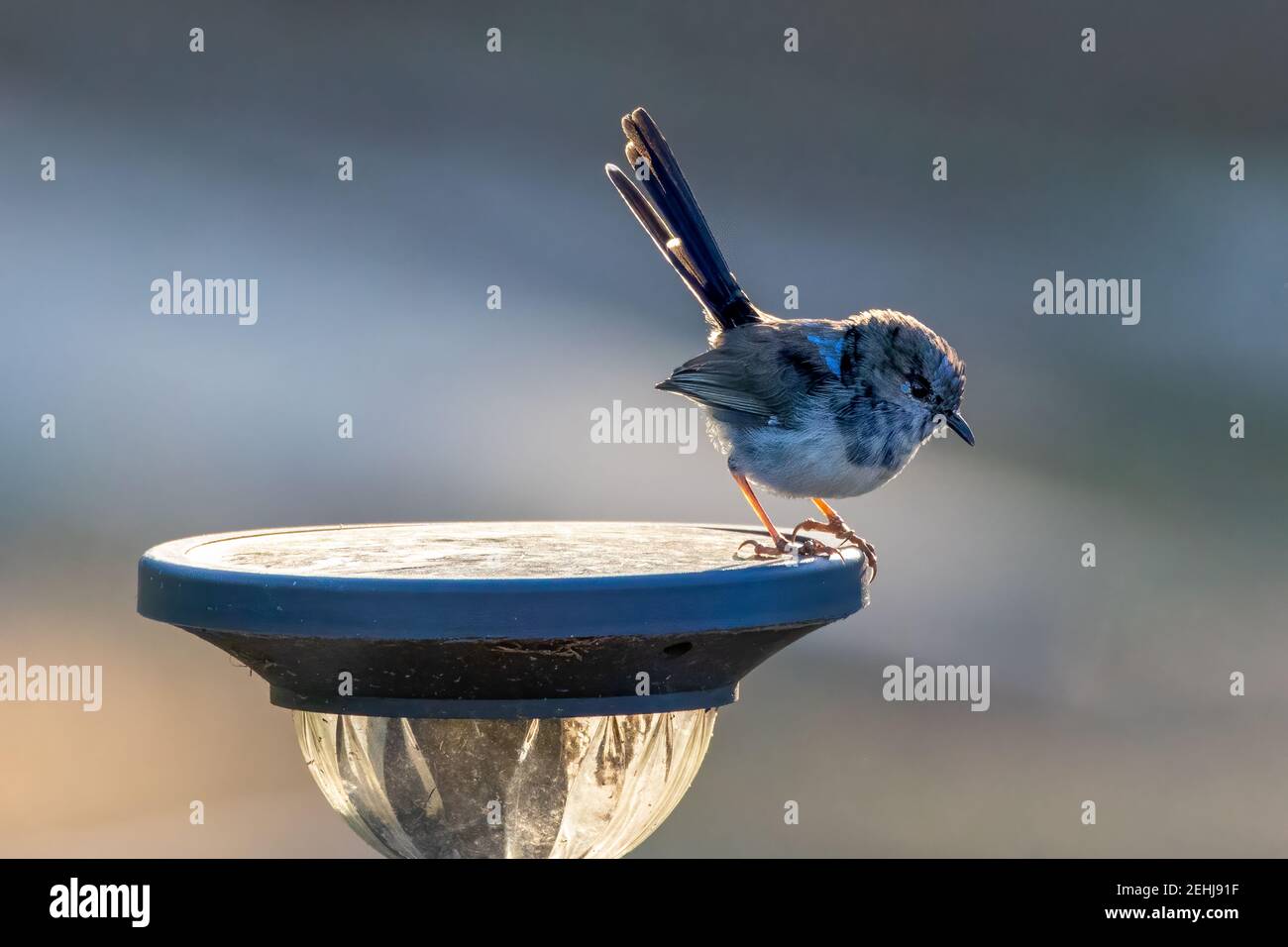 Superbe wren de fées assis sur un jardin lumière Banque D'Images