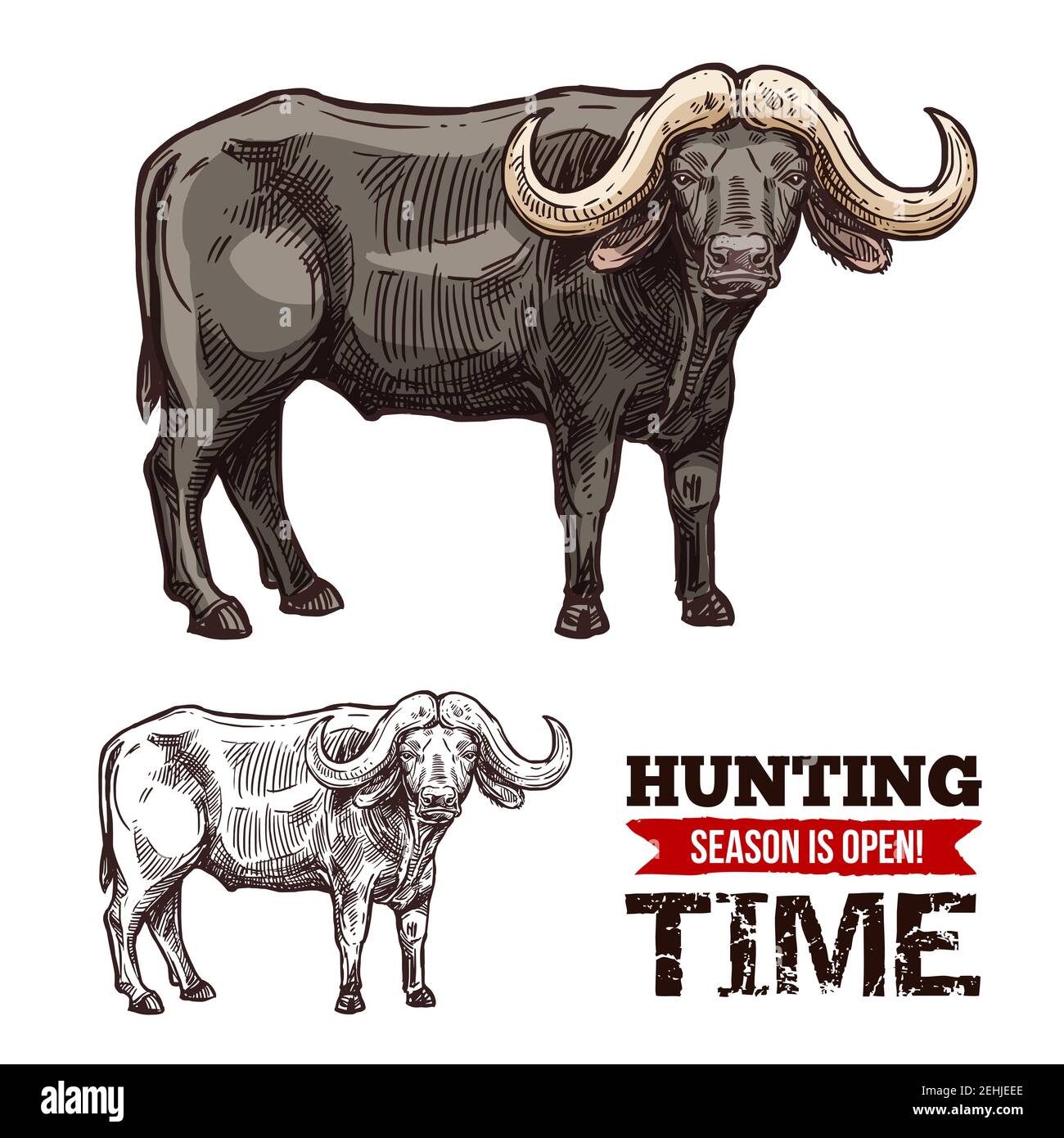 Animal de buffle africain croquis isolé du sport de chasse saison ouverte. Taureau noir de buffle du cap ou bœuf du désert avec de grandes cornes pour le safari ou le hunte Illustration de Vecteur