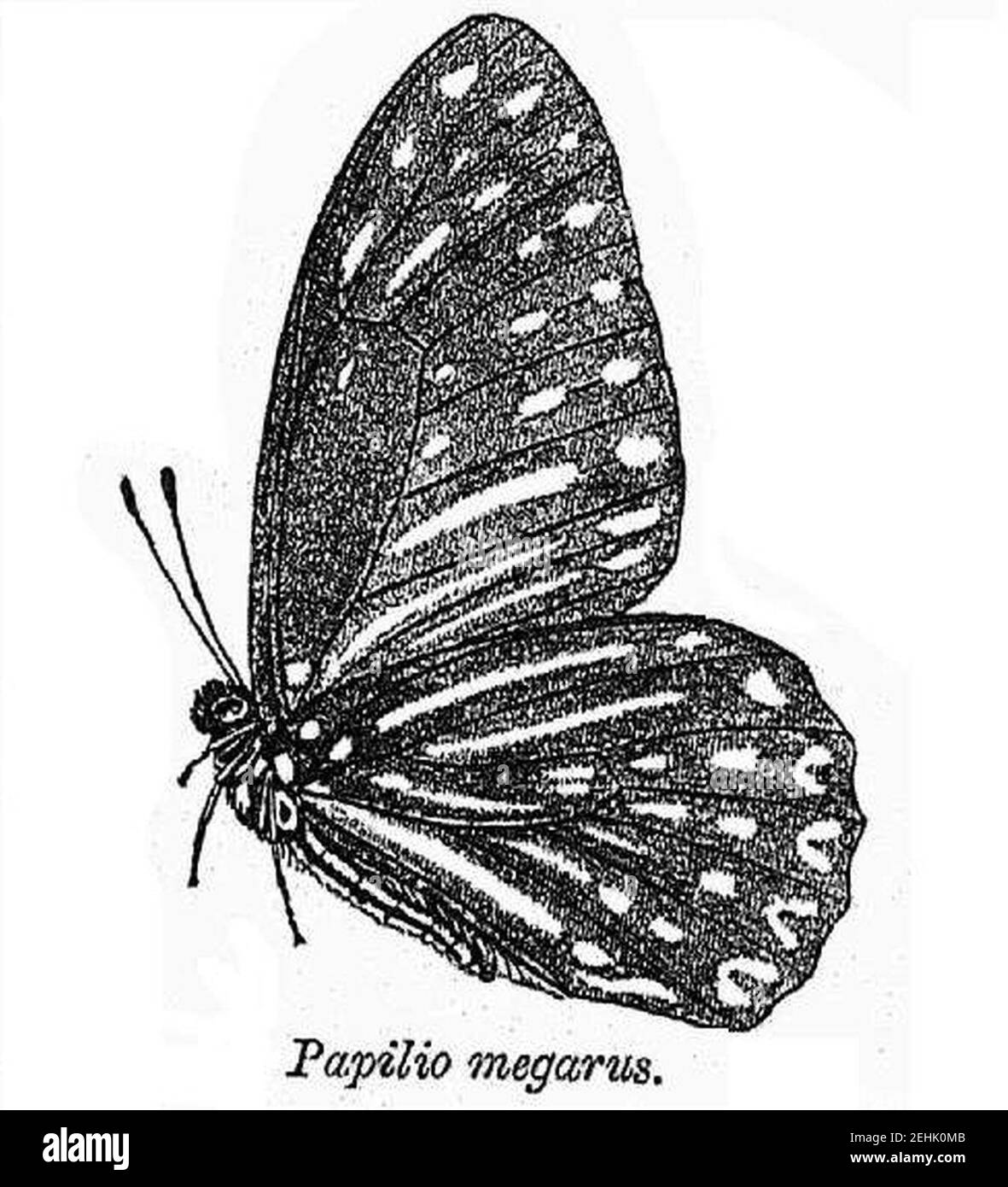 Papilio megarus. Banque D'Images