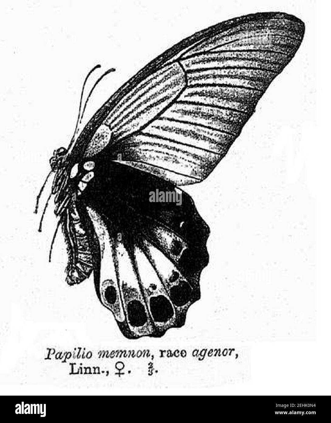 Papilio memnon agenor. Banque D'Images