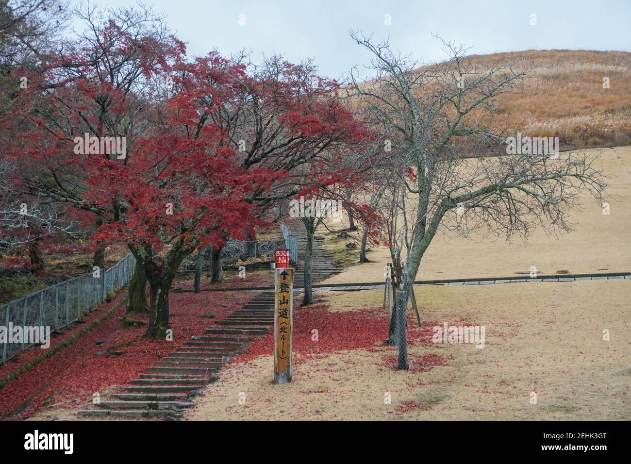 Arbre à feuilles rouges pendant l'automne je tombe à Kyoto Japon Stock photo stock Images stock Images Banque D'Images