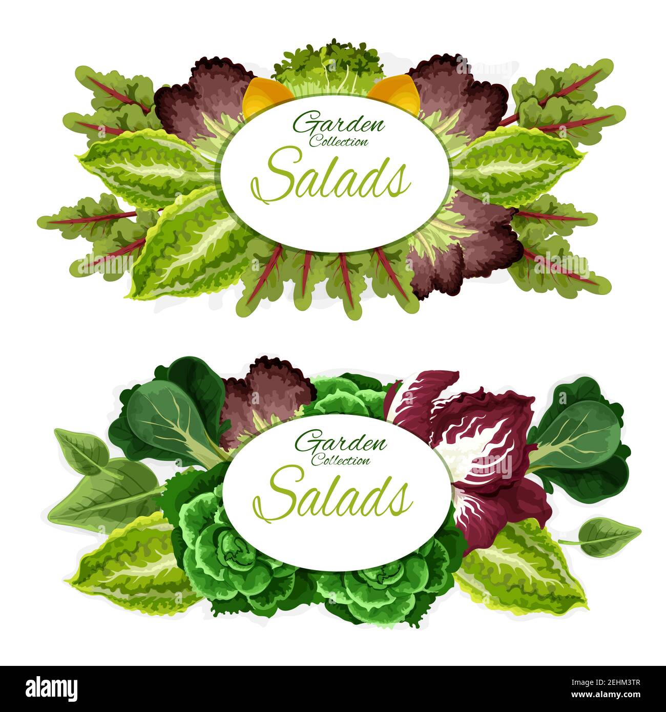 Feuilles vertes légumes et salades d'ingrédients alimentaires santé. Laitue, chou et épinards, bok choy, verger et cresson, radicchio et légumes chicorés Illustration de Vecteur