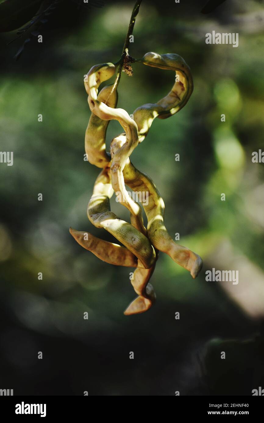 Plan vertical de gousses de graines d'acacia sur une branche d'arbre Banque D'Images