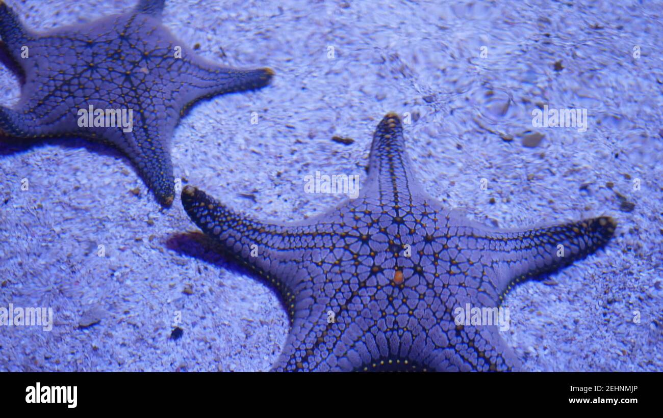Étoile de mer exotique sur le fond de l