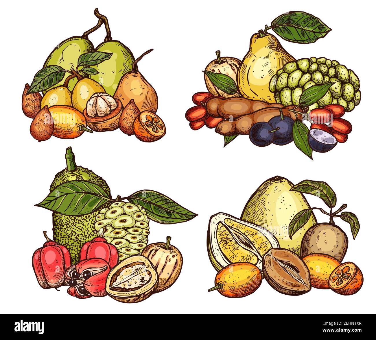 Récolte de fruits exotiques tropicaux. Croquis vectoriel d'agrumes de pomelo, de Jackfruit ou de tamarin et de salak ou de pomme d'ackee, de sapodilla organique, d'ambarella ou de pepino Illustration de Vecteur