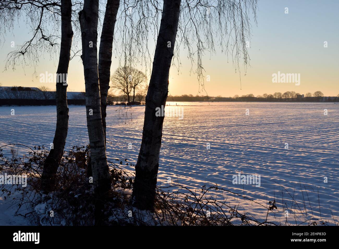 Arbres debout devant un champ couvert de neige silhoueté par le Lever du soleil aux pays-Bas Banque D'Images