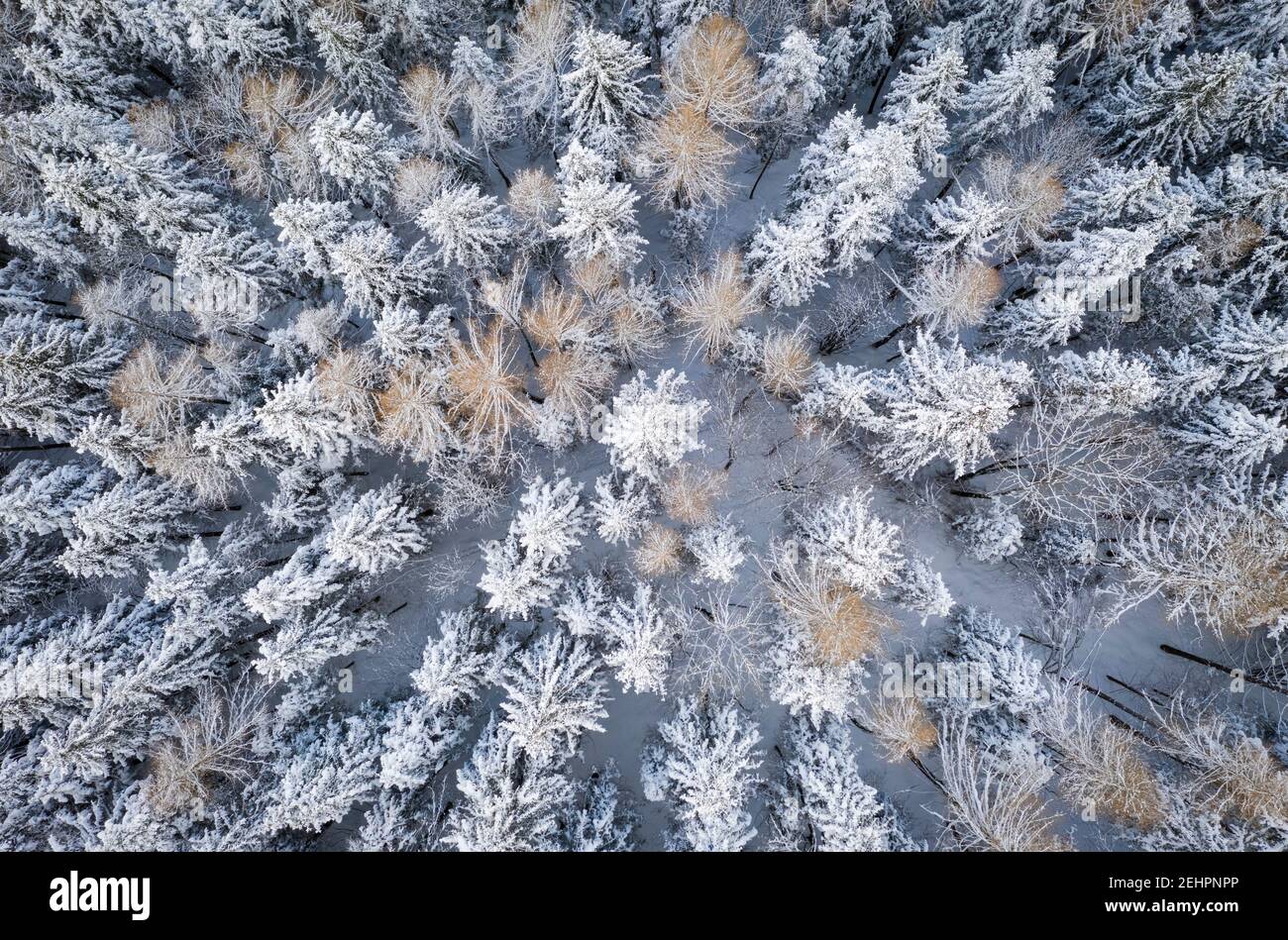 Vue aérienne d'un groupe d'arbres couverts de neige au col de Presolana. Colere, Val Seriana, Bergame district, Lombardie, Italie. Banque D'Images