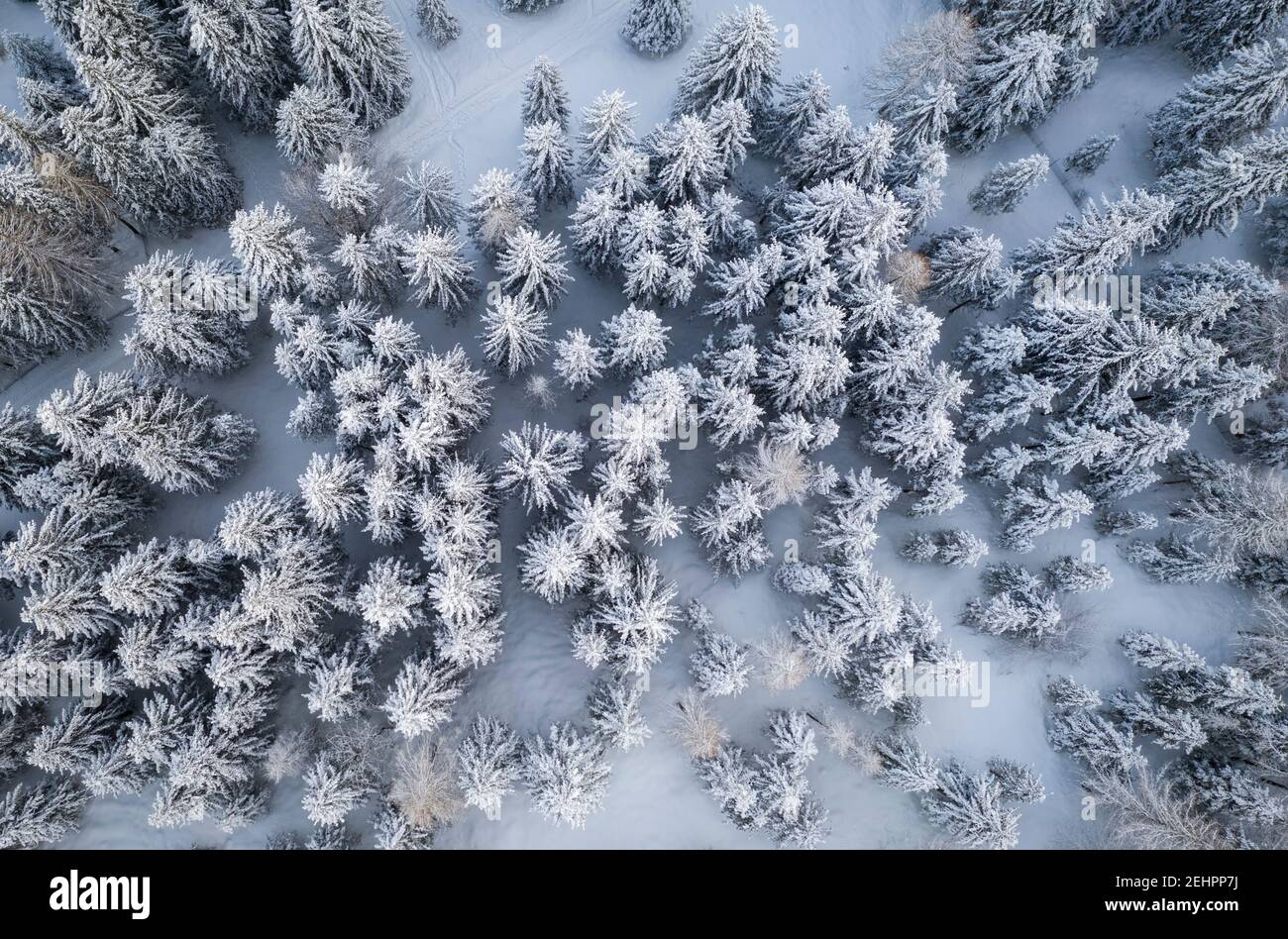 Vue aérienne d'un groupe d'arbres couverts de neige au col de Presolana. Colere, Val Seriana, Bergame district, Lombardie, Italie. Banque D'Images