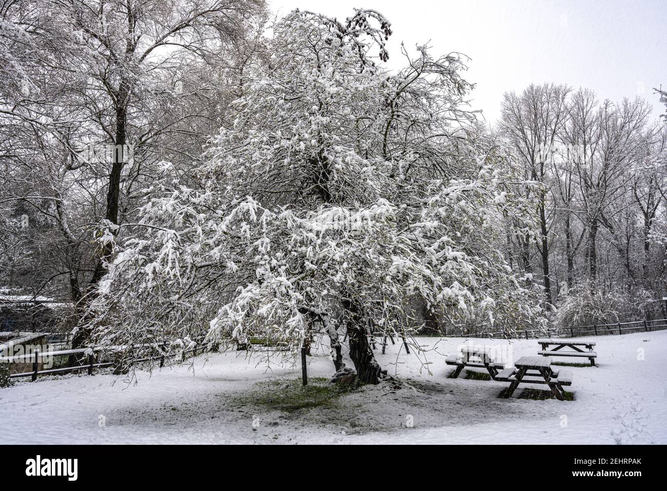 Parc naturel couvert de neige avec arbre et tables de pique-nique. Sources de Lavino, Parc national de Maiella, Abruzzes, Italie Banque D'Images