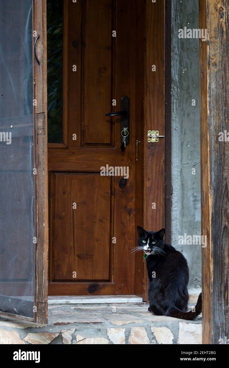 Un chat noir avec une tache blanche et une moustache blanche devant une porte de maison Banque D'Images