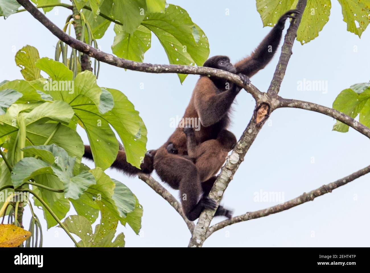 Monkey Woolly commun alias Monkey Woolly brun et Monkey Woolly de Humboldt, Lagothrix lagothricha, Napo River, forêt amazonienne, parc national de Yasuni, Banque D'Images