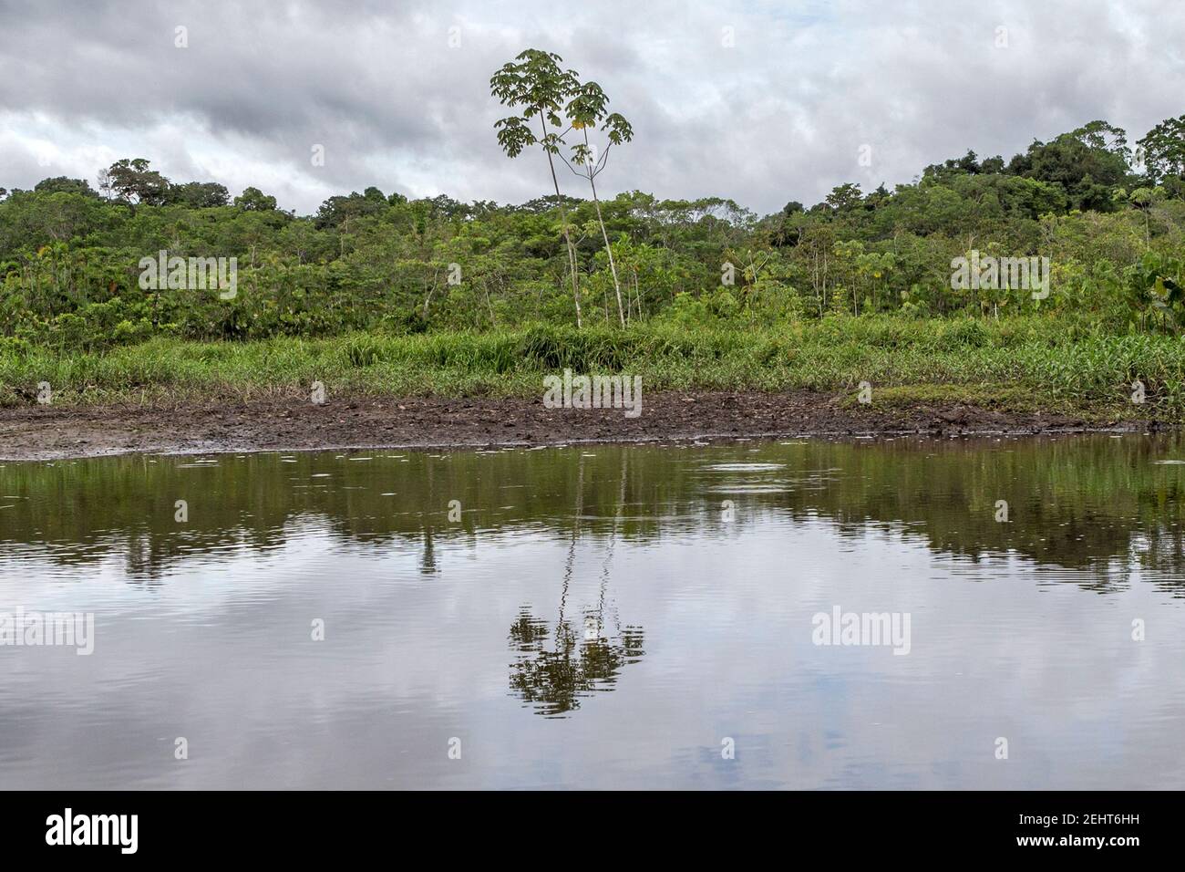 Rivière Napo, forêt amazonienne, parc national de Yasuni, Équateur Banque D'Images