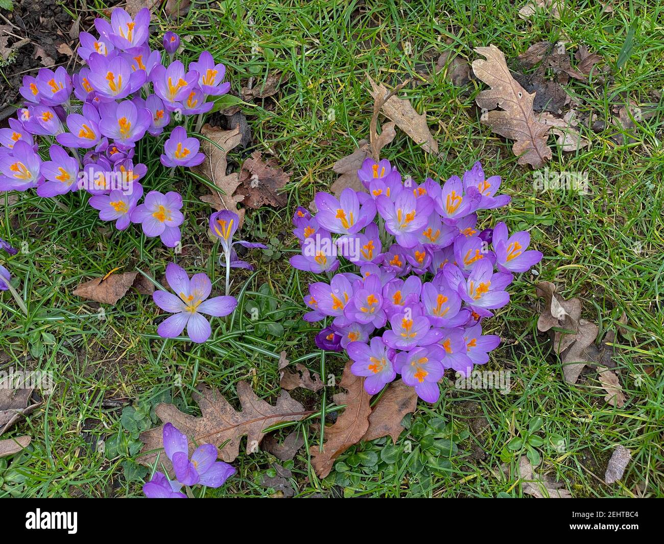 Fleurs d'hiver Crocus violet fleurs poussant sur une pelouse dans un jardin de campagne à Devon rural, Angleterre, Royaume-Uni Banque D'Images