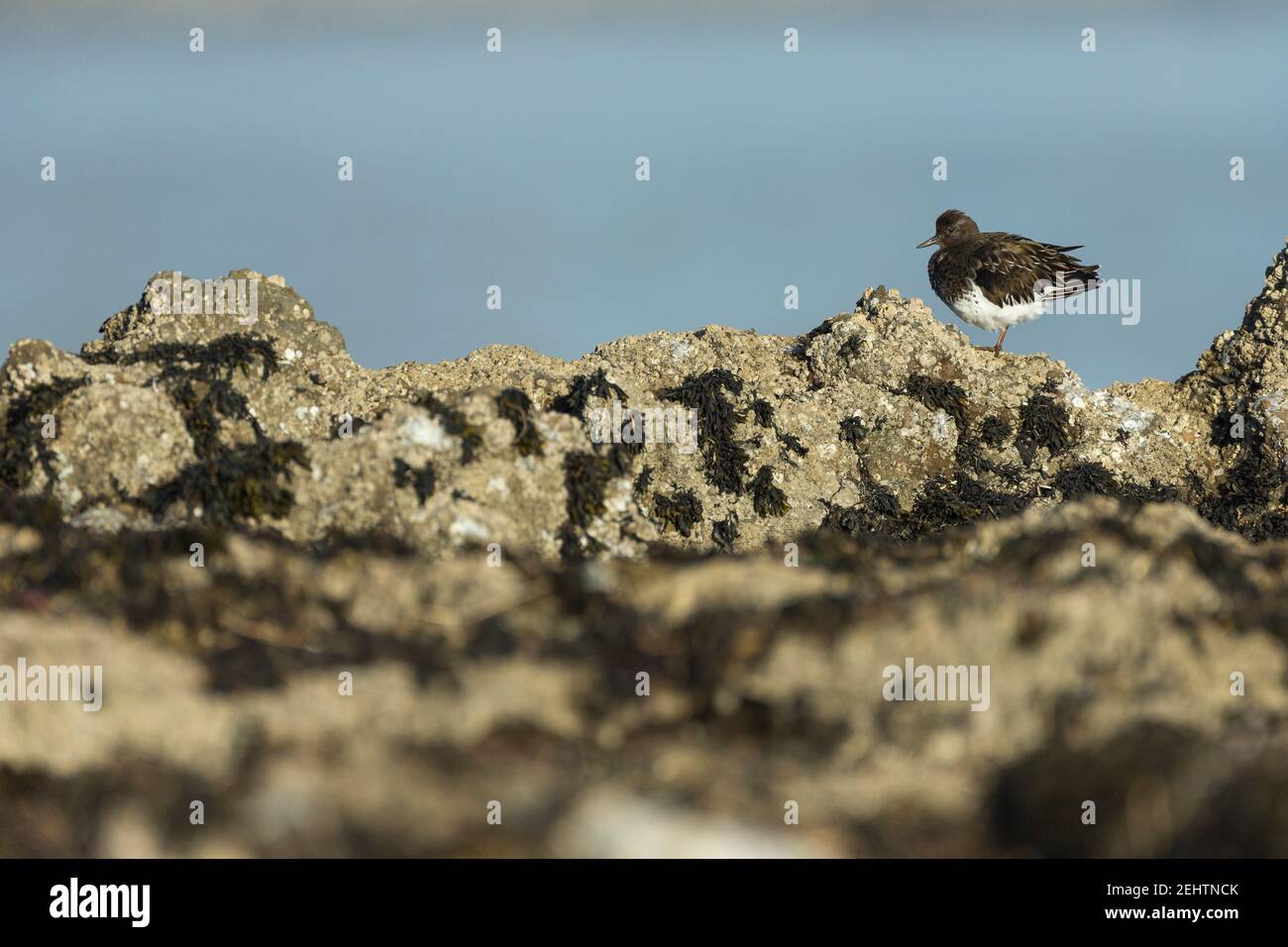 Pierre à aiguiser noire Arenaria melanocephala, adulte non reproducteur perché sur des rochers, Pillar point Harbour, Californie, États-Unis, octobre Banque D'Images