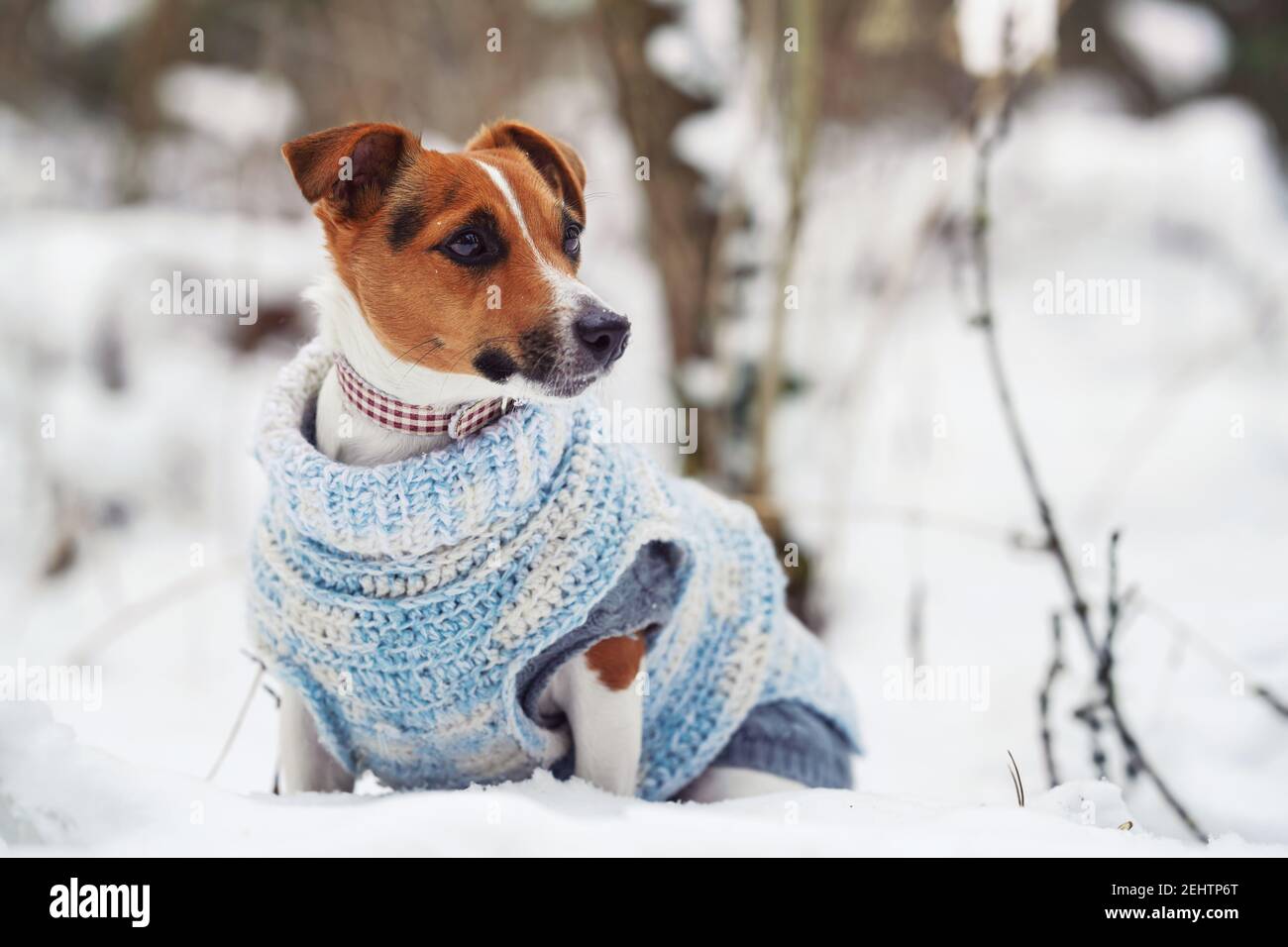 Petit terrier Jack Russell assis sur un terrain enneigé, portant un pull blanc bleu, à l'allure curieuse Banque D'Images