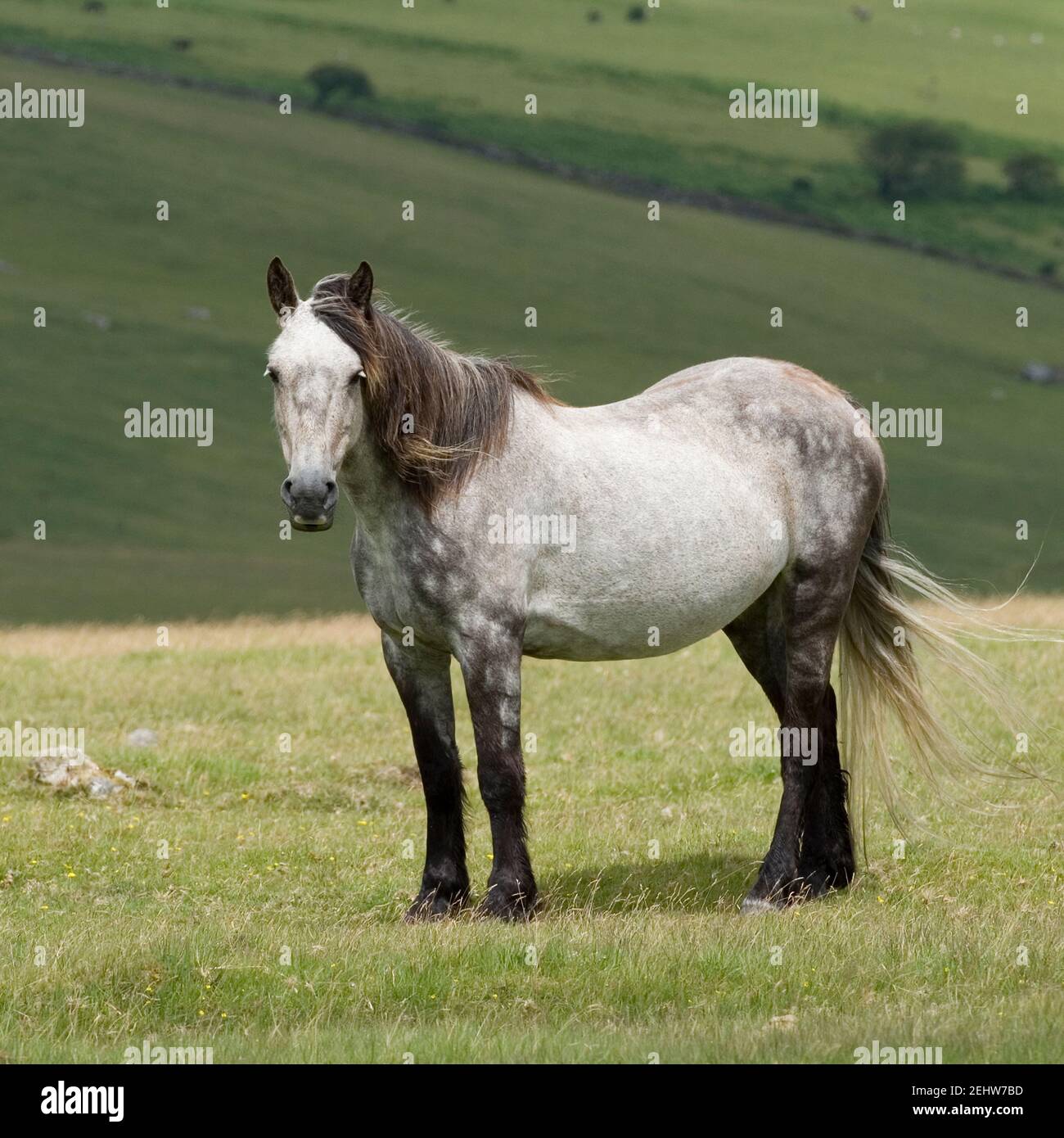 Cheval gris Banque D'Images