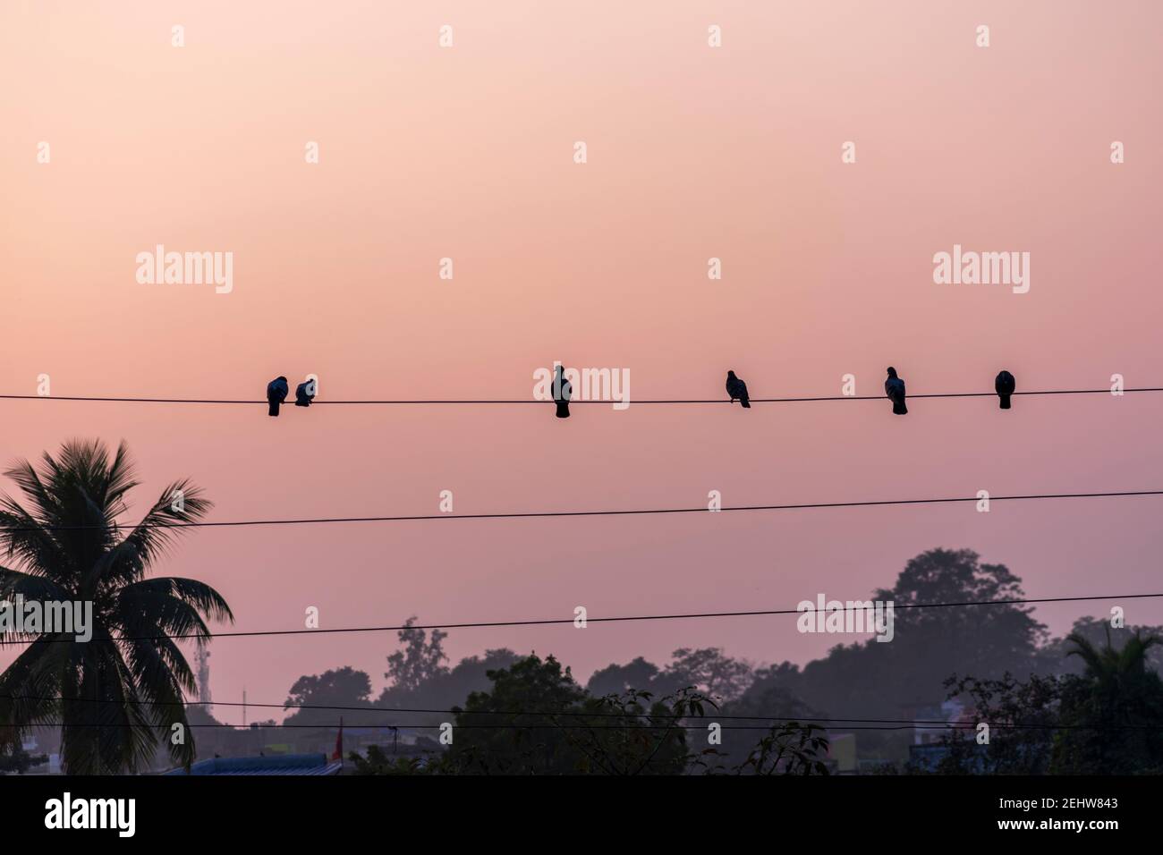 Oiseaux sur fil électrique Banque de photographies et d’images à haute résolution Alamy