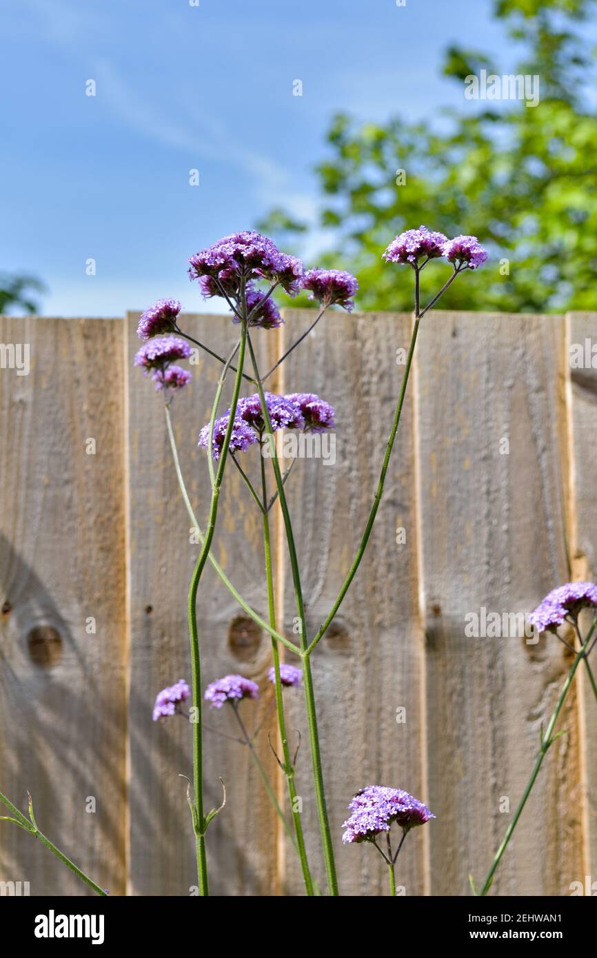 Floraison Verbena bonariensis en violet croissant à côté de la clôture en bois en été avec ciel bleu Banque D'Images