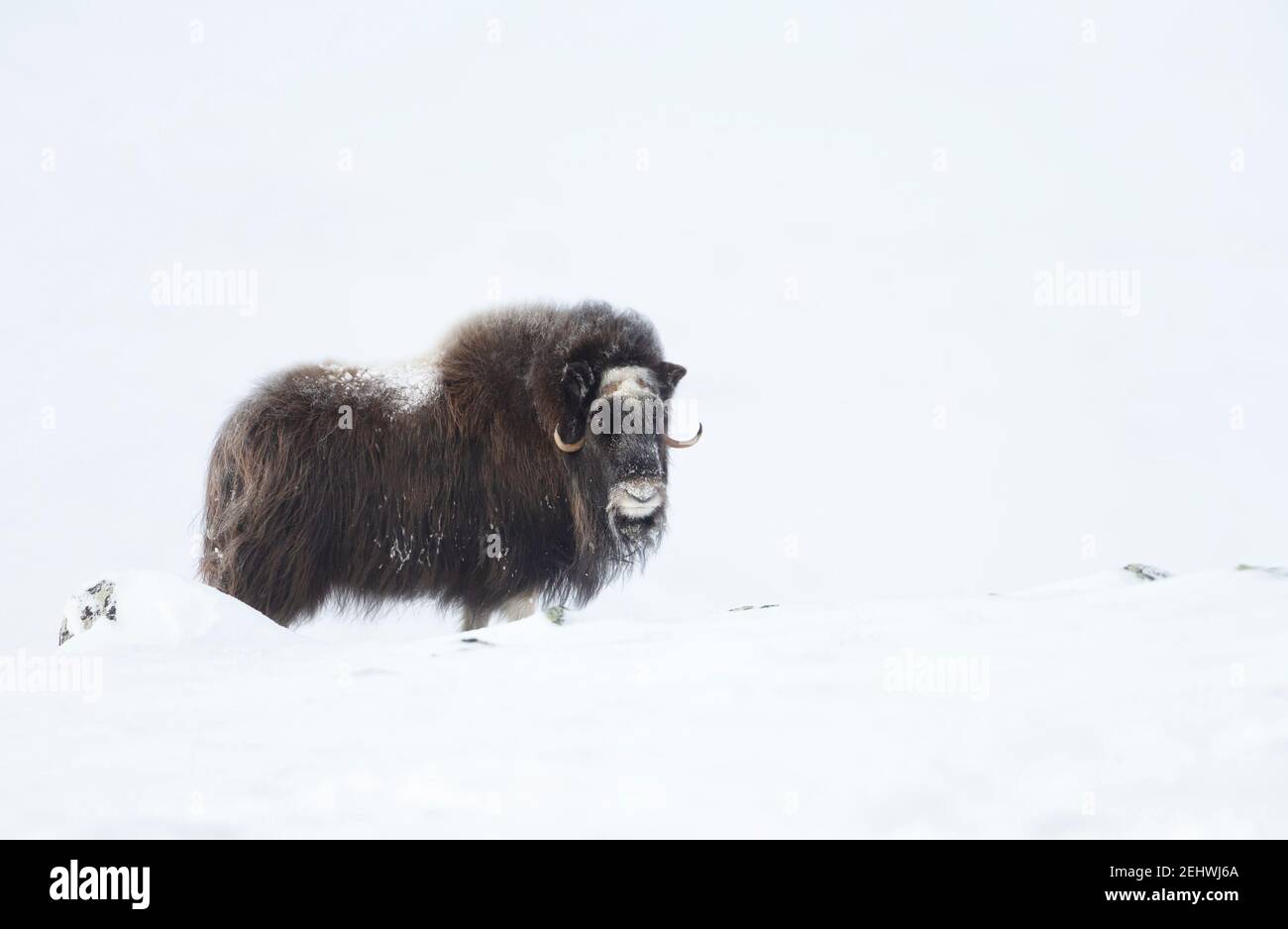 Boeuf musqué mâle debout dans les montagnes enneigées de l'hiver, Dovrefjell en Norvège. Banque D'Images