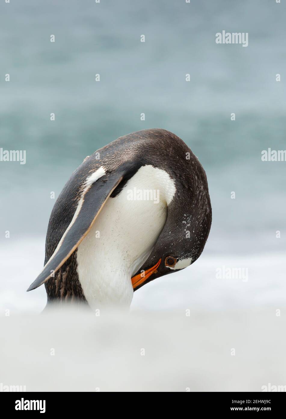 Gros plan d'un pingouin Gentoo sur une côte sablonneuse des îles Falkland. Banque D'Images