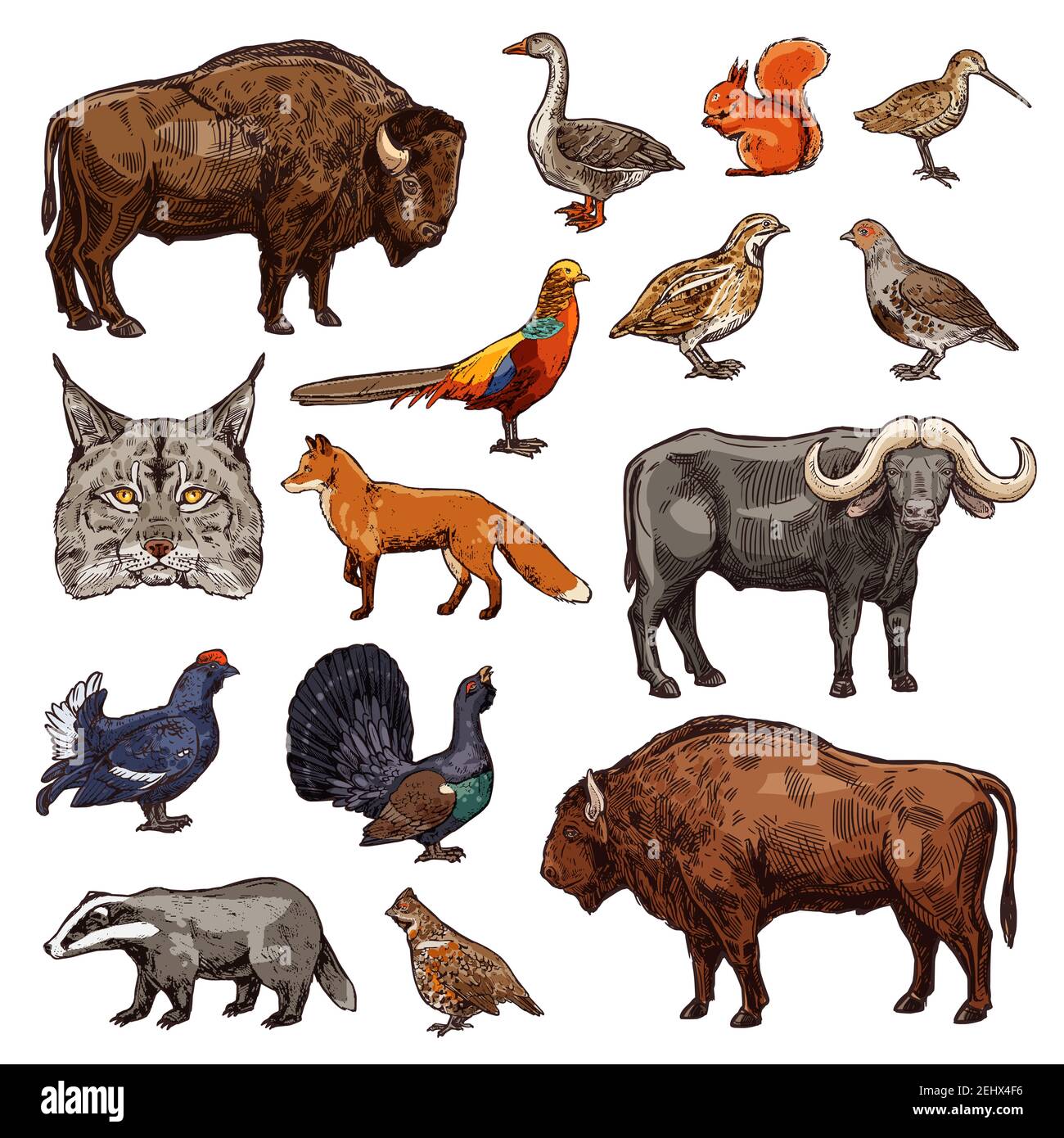 Animaux sauvages et oiseaux icônes du thème de vecteur de sport de chasse. Buffle, bison et renard forestier africain, faisan, oie et caille, bœuf, tétras et lynx, squ Illustration de Vecteur