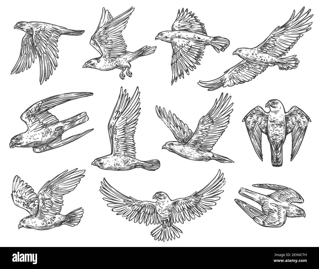Croquis d'aigle, de faucon et de faucon avec des oiseaux de proie volants. Animaux prédateurs vectoriels qui chassent ou attaquent dans l'air avec des ailes panées. Crache de fauconnerie Illustration de Vecteur