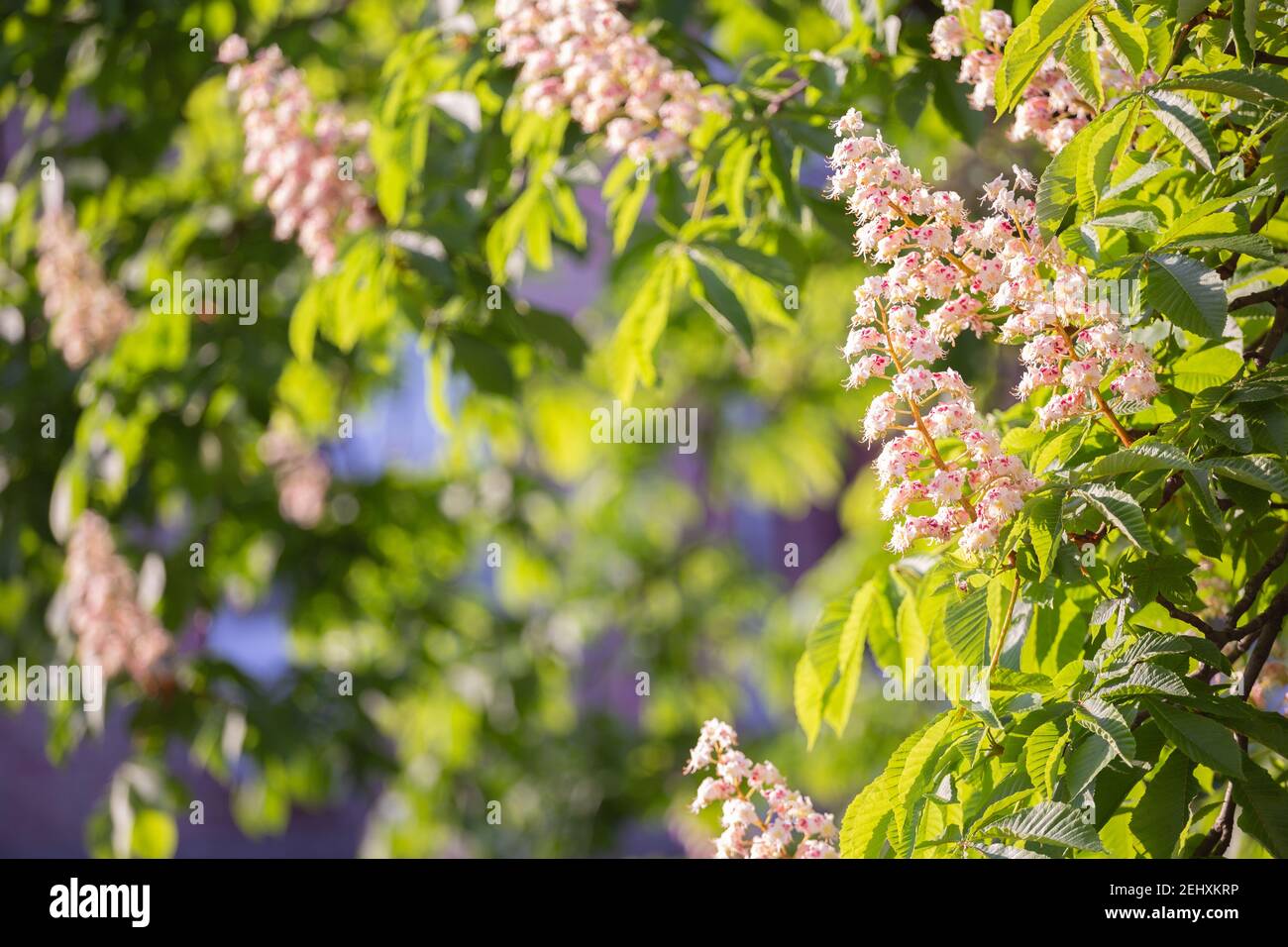 Aesculus hippocastanum, également appelé buckeye et châtaigne en fleur au printemps en Ukraine. Banque D'Images