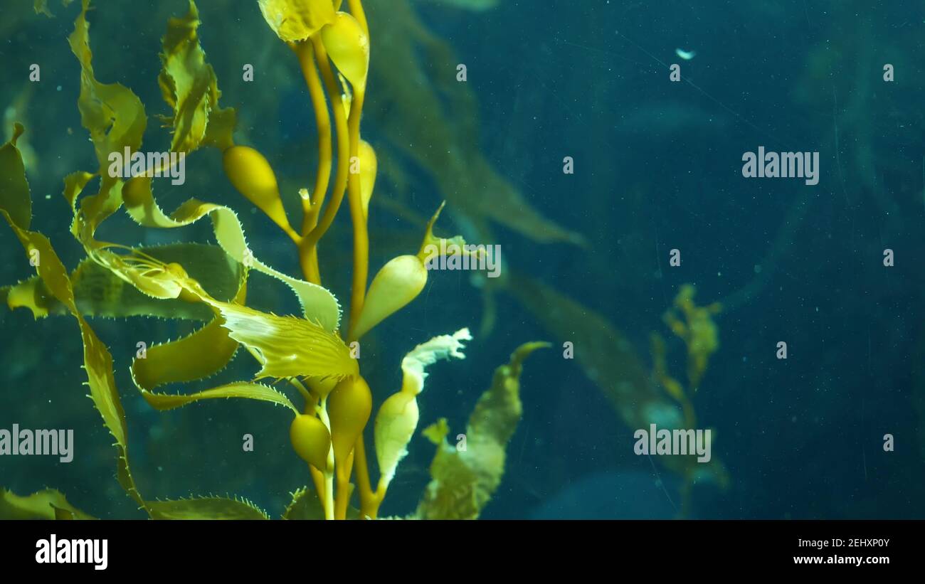 Sous l'eau sans couture, en boucle, de près de la forêt de Kelp géant. Le soleil traverse les feuilles d'algues vertes jade. Plongée, aquarium et concept marin. DIM Banque D'Images