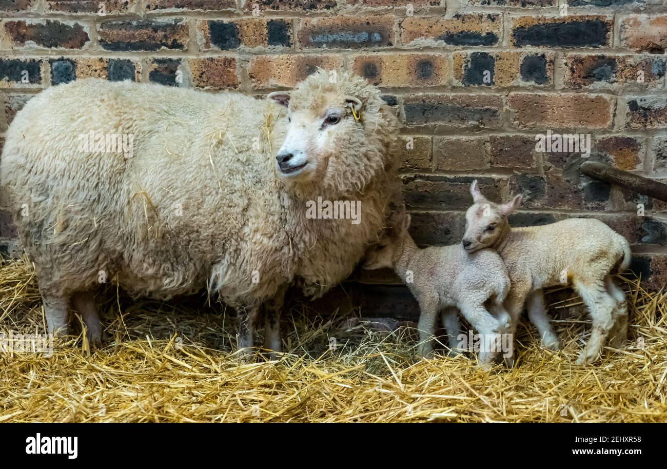 East Lothian, Écosse, Royaume-Uni, 20 février 2021. Agneaux nouveau-nés de mouton de Shetland: Cette première mère de mouton de Shetland a deux agneaux nouveau-nés blancs mignons dans une grange Briggs Shetland Lamb Banque D'Images