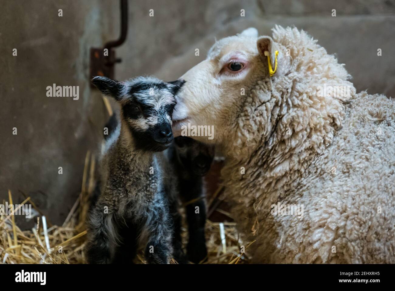 East Lothian, Écosse, Royaume-Uni, 20 février 2021. Agneaux nouveau-nés de mouton de Shetland: Cette première mère de mouton de Shetland a un agneaux nouveau-né gris de Katmoget dont la laine fine est prisée dans une grange à l'agneau de Shetland de Briggs Banque D'Images