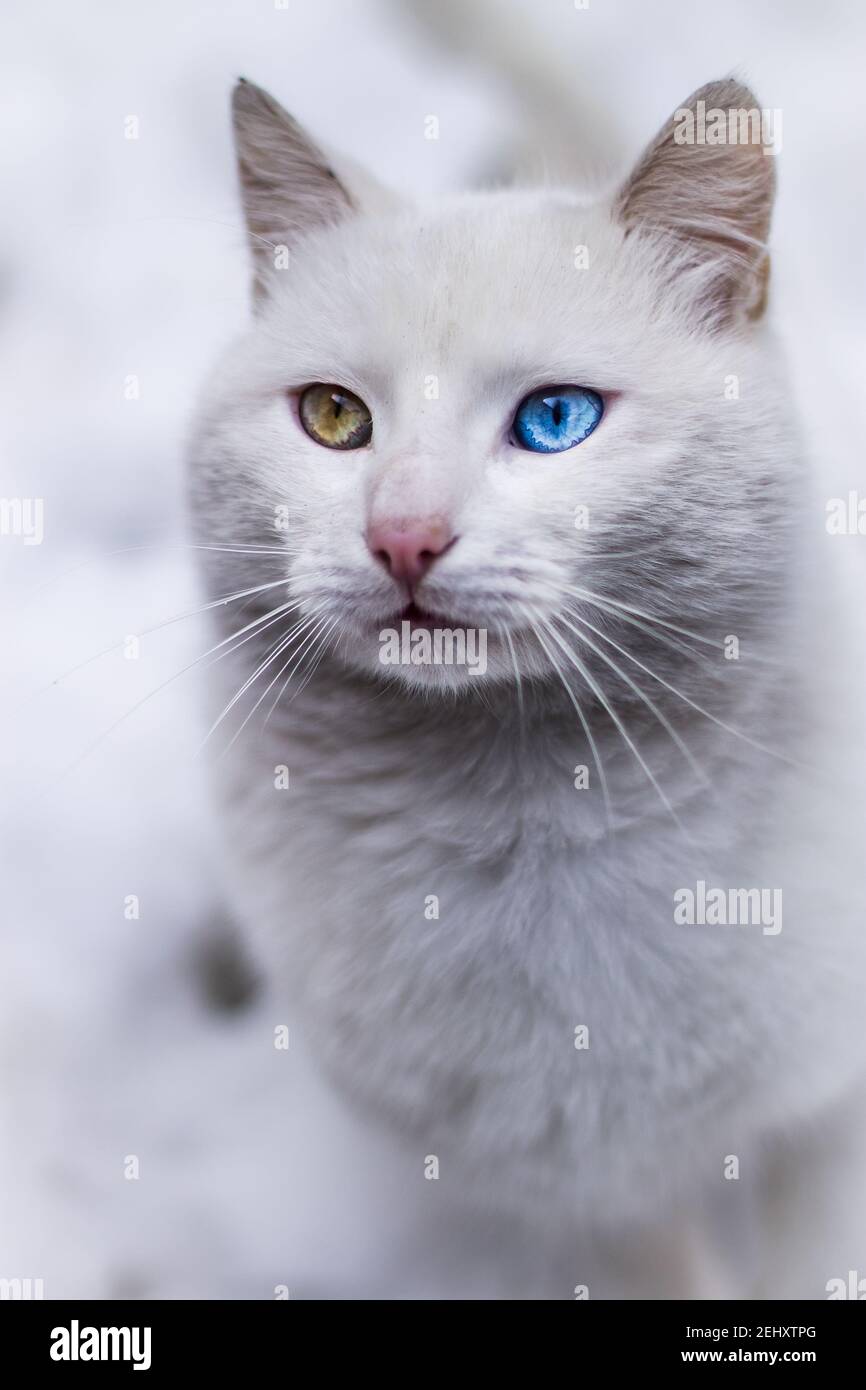 Portrait de chat blanc pur avec yeux impairs regarder dans la caméra sur fond bleu vif et jaune, vue avant Banque D'Images