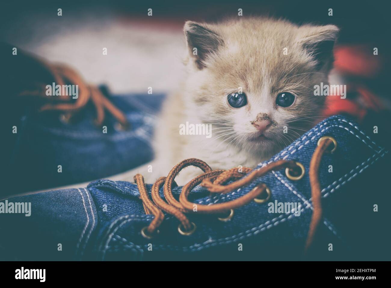 Portrait de chat blanc pur avec yeux impairs regarder dans la caméra sur fond bleu vif et jaune, vue avant Banque D'Images