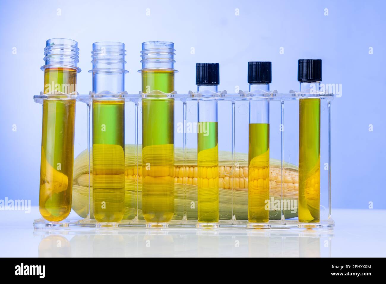 Biocarburant à base d'éthanol dérivé d'un labyrinthe de maïs avec tubes à essai à bécher en laboratoire sur fond bleu Banque D'Images